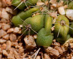 Copiapoa esmeraldana