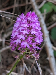 Anacamptis pyramidalis