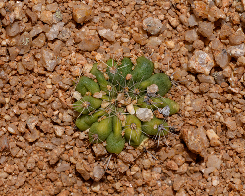 Cactus (Copiapoa esmeraldana)