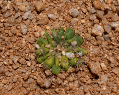 Copiapoa esmeraldana