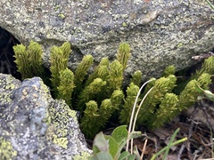 Huperzia appressa