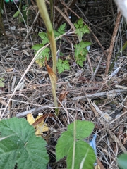 Anacamptis pyramidalis
