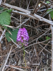 Anacamptis pyramidalis