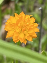 Polygala lutea