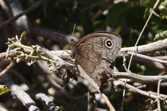 Cercyonis pegala boopis