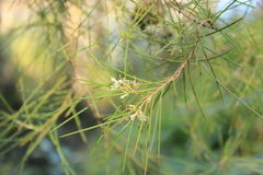 Hakea actites