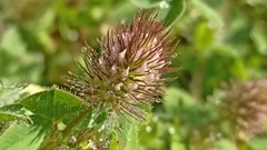 Trifolium ligusticum