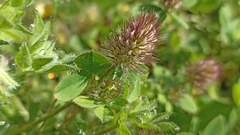 Trifolium ligusticum