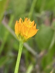 Polygala lutea
