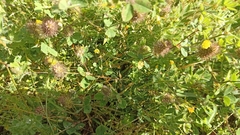 Trifolium ligusticum