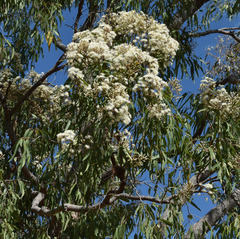 Corymbia clarksoniana