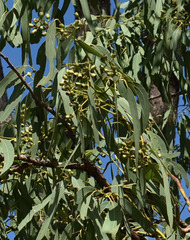 Eucalyptus leptophleba