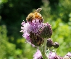 Apis mellifera