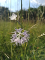 Dianthus superbus superbus