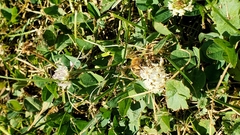Apis mellifera