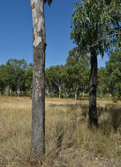 Corymbia confertiflora