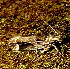 Pseudochelaria walsinghami