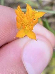 Polygala lutea