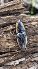 Chalcolepidius rugatus