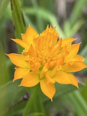 Polygala lutea