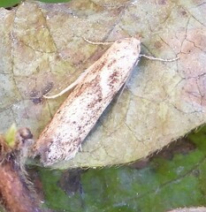 Blastobasis adustella