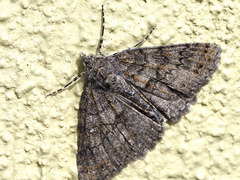 Ascotis fortunata