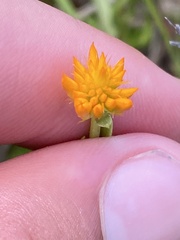 Polygala lutea