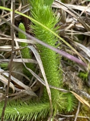Lycopodiella alopecuroides