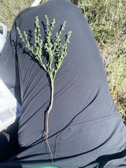 Lappula occidentalis occidentalis