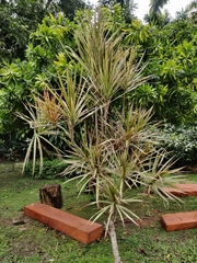 Dracaena reflexa angustifolia