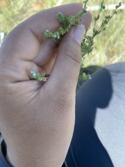 Lappula occidentalis occidentalis