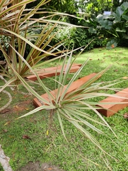 Dracaena reflexa angustifolia