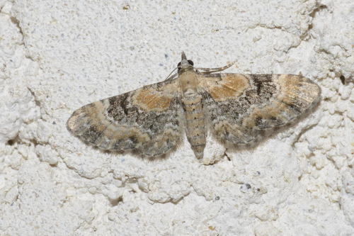 Toadflax Pug, photo 4 of 10