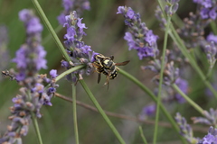 Anthidium loti