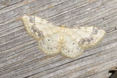 Idaea trigeminata