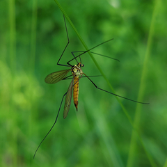 Nephrotoma flavescens