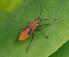 Lopidea instabilis