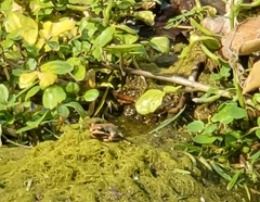 Pseudacris hypochondriaca