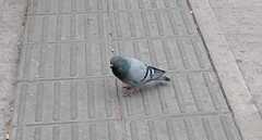 Columba livia domestica