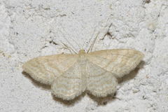 Idaea macilentaria