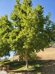 Platanus