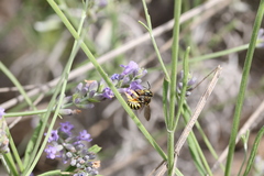 Anthidium loti