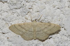 Idaea deversaria