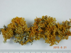 Xanthomendoza oregana