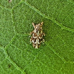 Cylindrocopturus adspersus