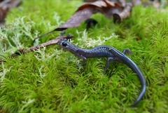 Plethodon montanus