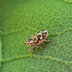 Cylindrocopturus adspersus