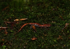 Desmognathus orestes