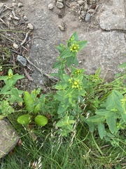 Hypericum mitchellianum