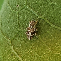Cylindrocopturus adspersus